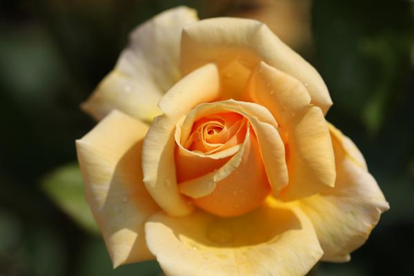 the rose/Ƥǡ١