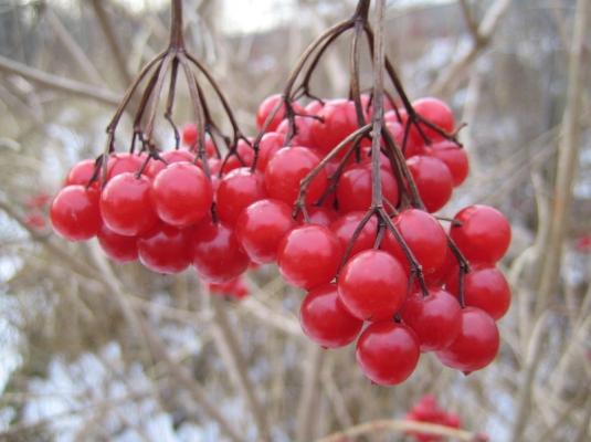ϥ֥å奯٥꡼ High bush cranberry/Ƥǡ١
