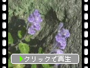 ���ХΥ��ĥʥ�