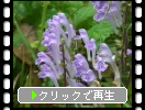̨�˺餯���ХΥ��ĥʥ�