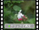 ����ӥ����ߥ����ե��顦�ۥåȥ�åץ��β�