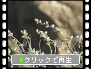 ������Ĭ�����ɤ�뿢ʪ����