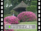 ������ڱ��ͣ�����פΥĥĥ�