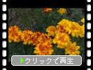 ޥ꡼