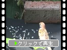 ������ʿ��ˤ���γ