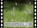 �ޥĥХ�����η���