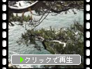 �ߤ�ǽ��Ⱦ�硦ǽ��..