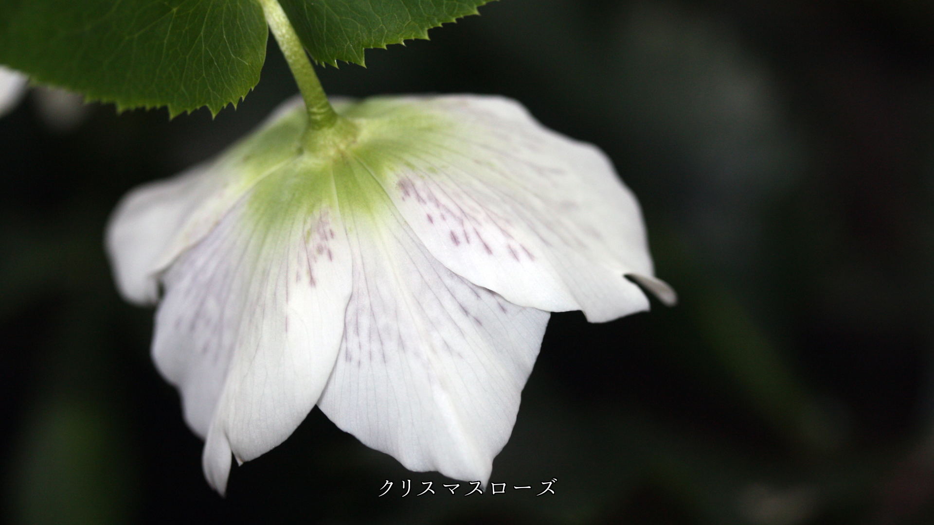 奥ゆかしく、うつむき加減に 咲いている色々な花たち 心が惹かれる