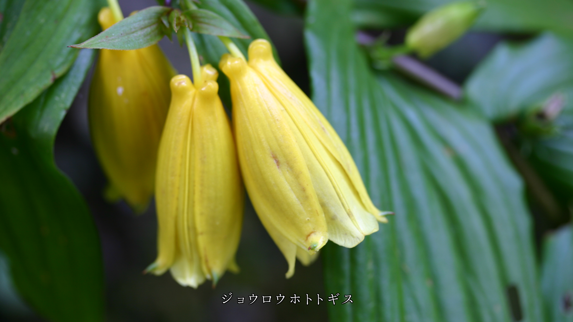 奥ゆかしく、うつむき加減に 咲いている色々な花たち 心が惹かれる