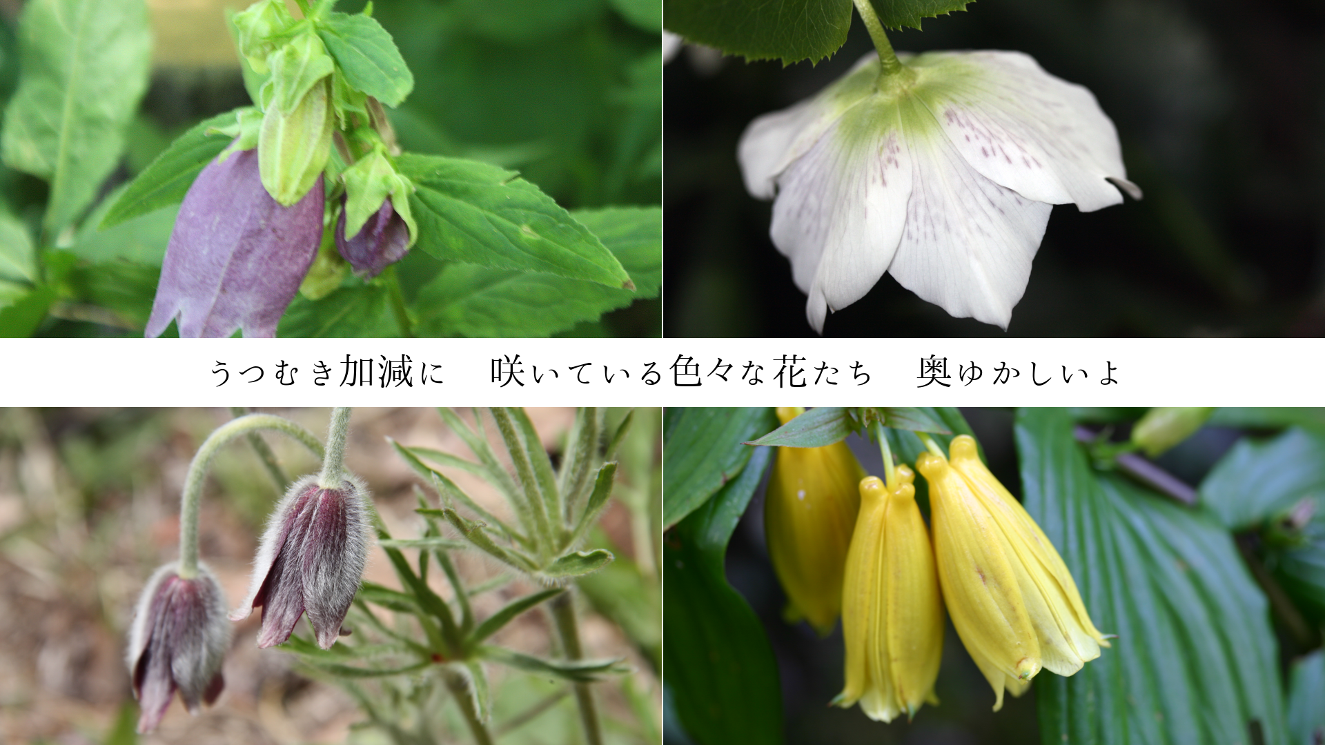 奥ゆかしく、うつむき加減に 咲いている色々な花たち 心が惹かれる