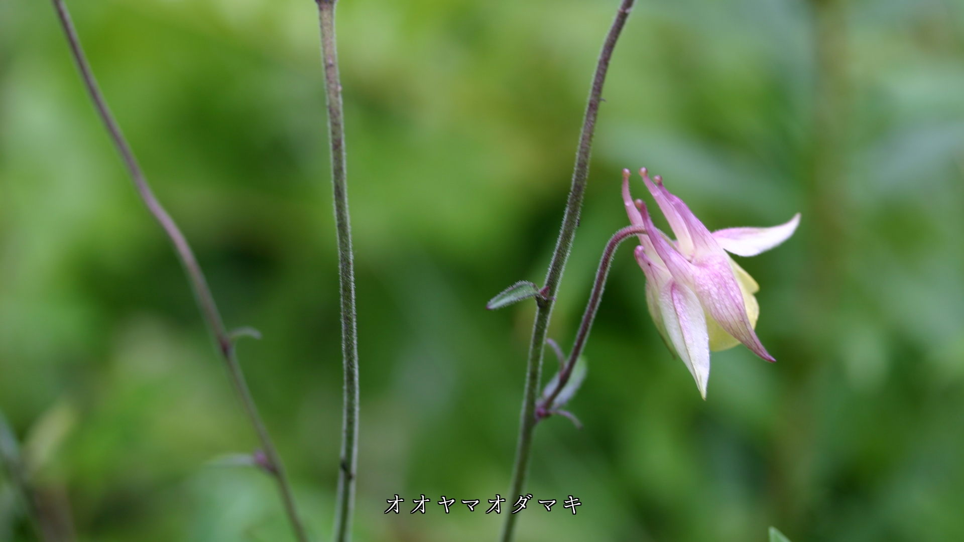 �����ɤ�ʤ��顡������˺餯�������ʲ֤��������ĤޤǤ��䤫��