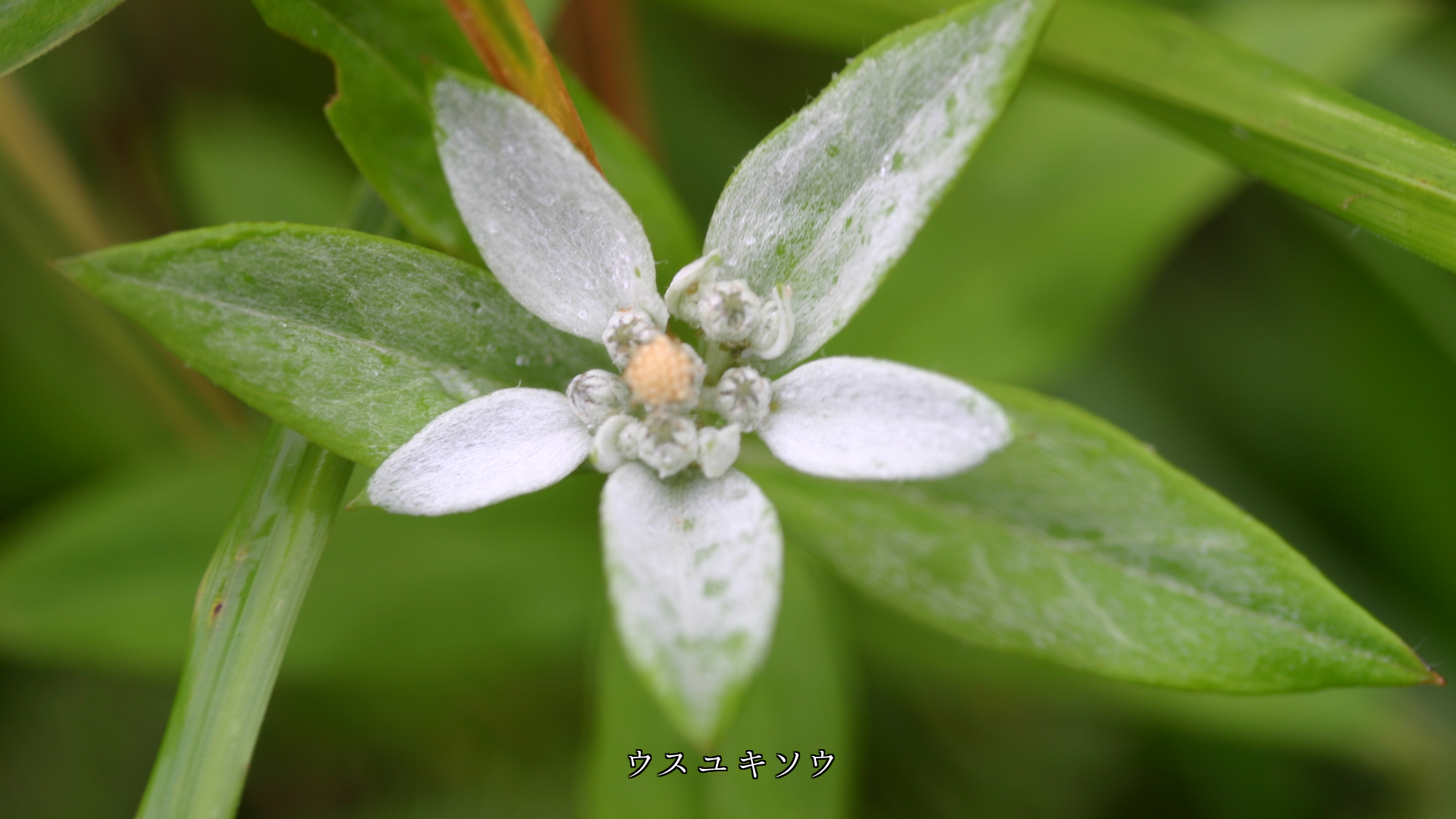 �����ɤ�ʤ��顡������˺餯�������ʲ֤��������ĤޤǤ��䤫��