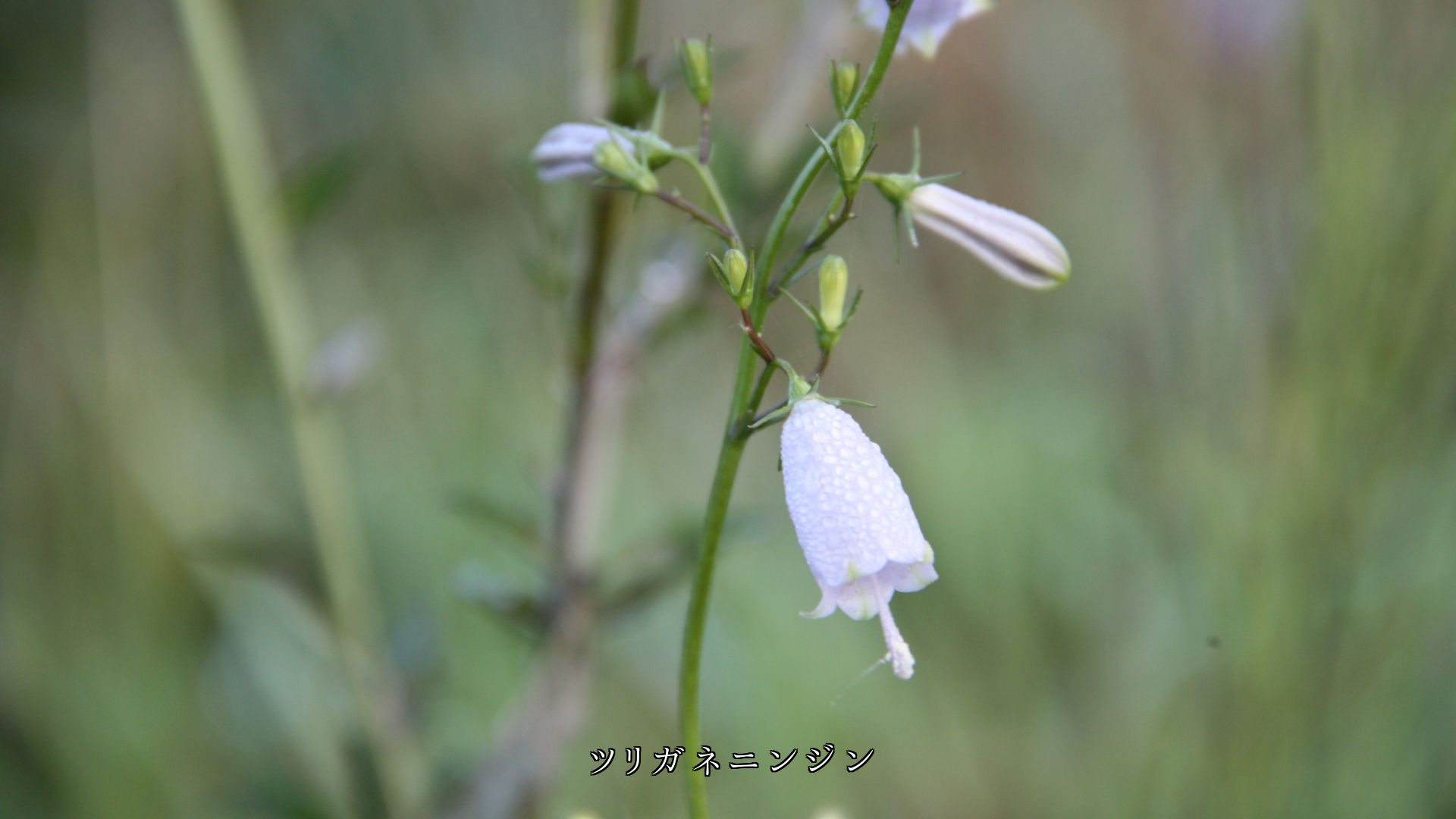 �����ɤ�ʤ��顡������˺餯�������ʲ֤��������ĤޤǤ��䤫��