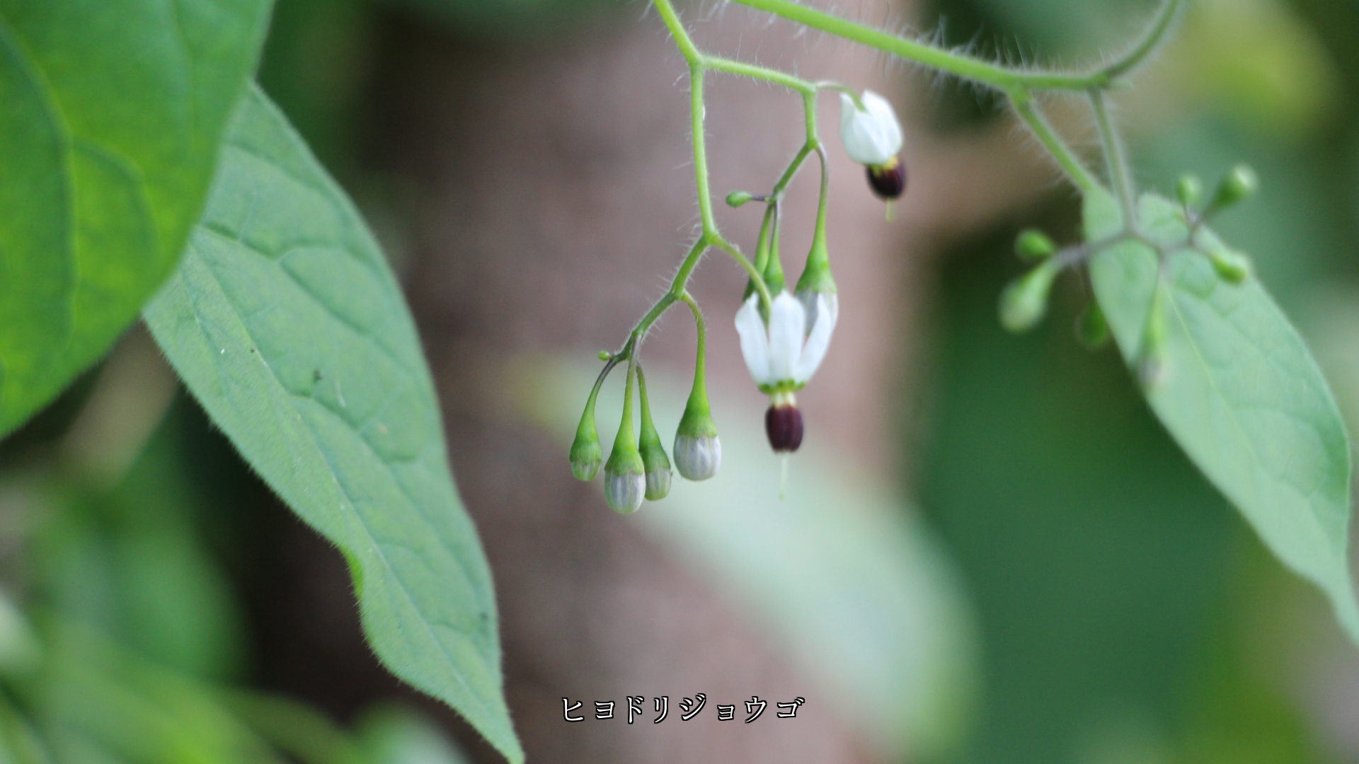 �����ɤ�ʤ��顡������˺餯�������ʲ֤��������ĤޤǤ��䤫��