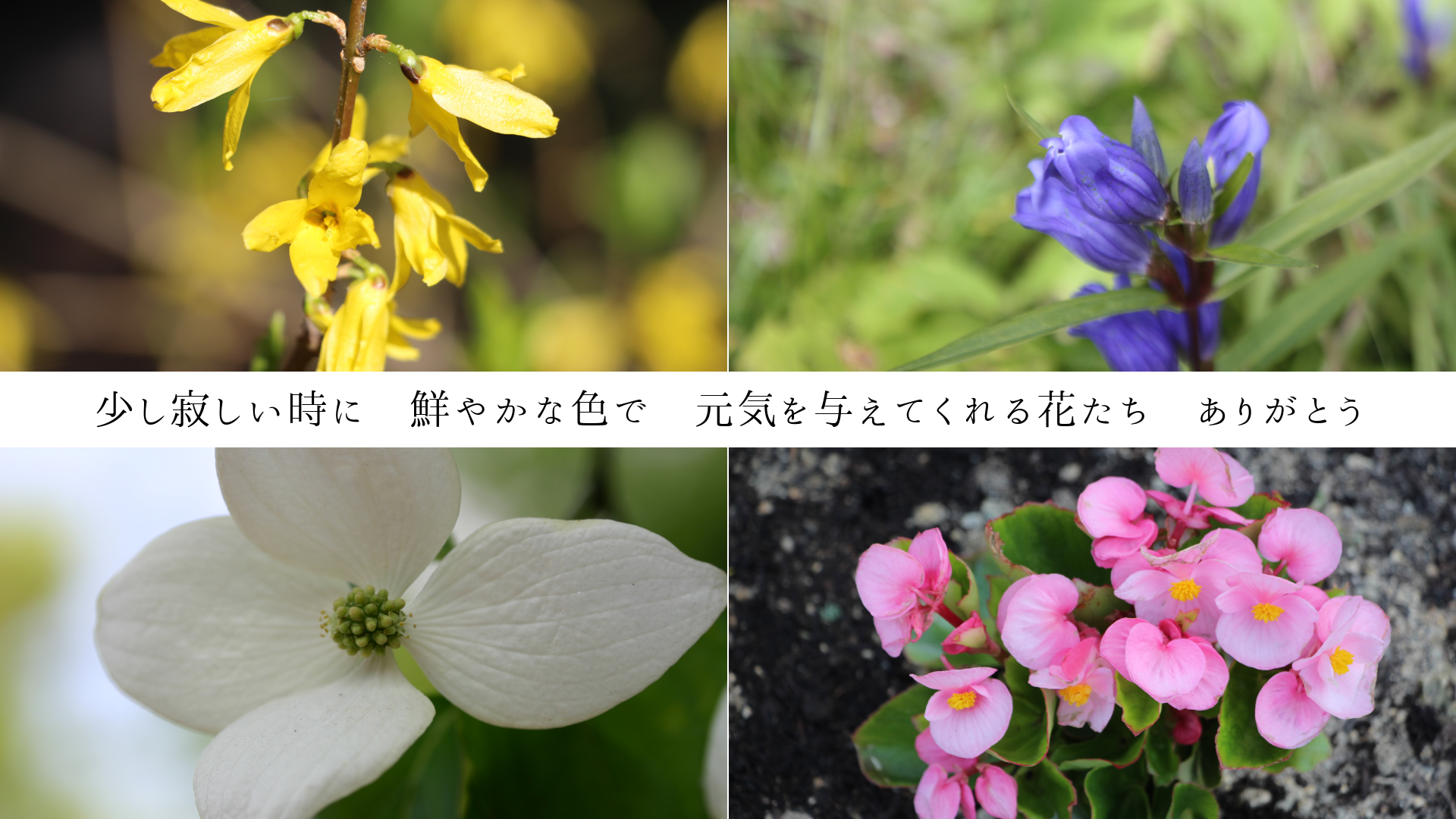 少し寂しい時に 鮮やかな色で 元気を与えてくれる花たち ありがとう