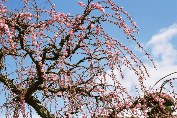 春の青空と梅花