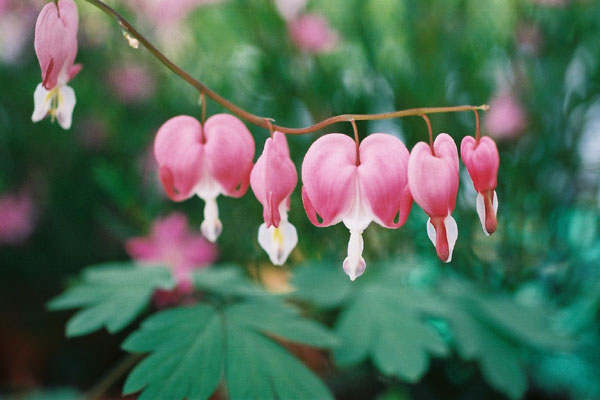 ピンク色に染まる３月の 草の花 癒し憩い画像データベース テーマ別おすすめ画像