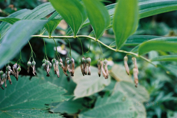 ナルコユリ「花から若い緑実へ」/癒し憩い画像データベース