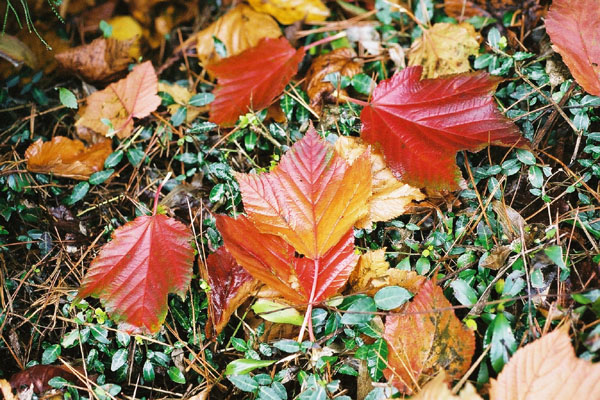 秋の草の上を飾る紅葉