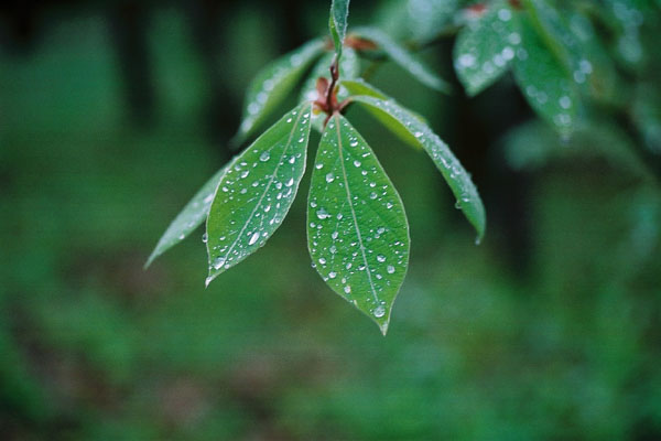 葉の上で光る水滴