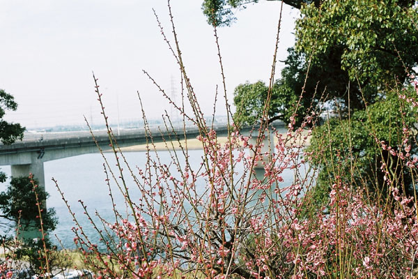 梅と筑後川/癒し憩い画像データベース
