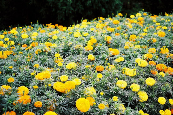 マリーゴールドの蕾から花へ 癒し憩い画像データベース テーマ別おすすめ画像