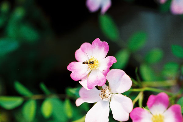 バラとハチ/癒し憩い画像データベース