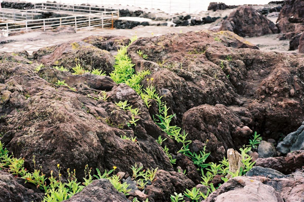 海岸の岩場の植物