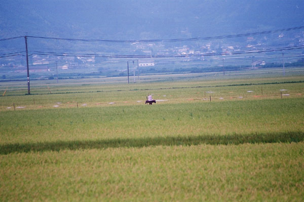 稲田を見張る案山子/癒し憩い画像データベース