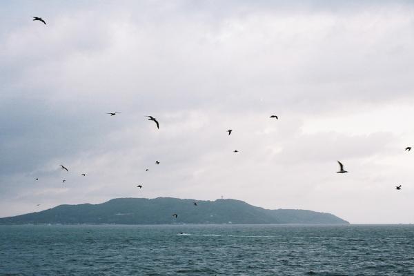 博多湾を飛翔するユリカモメたち