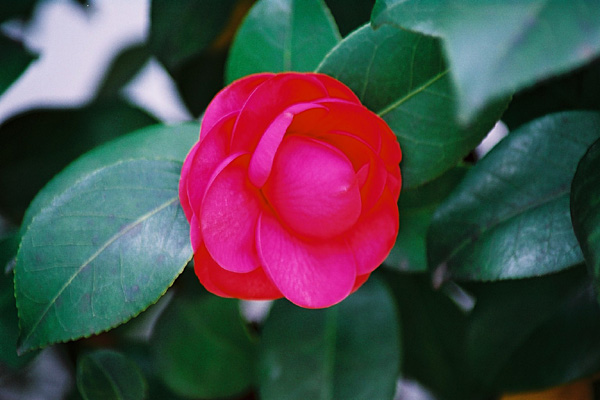 春に咲く赤や朱色の 木の花 癒し憩い画像データベース テーマ別おすすめ画像