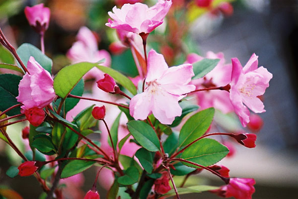 ピンク色に染まる３月の 木の花 癒し憩い画像データベース テーマ別おすすめ画像