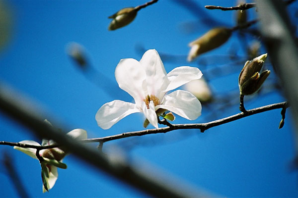 ３月に咲いた白色の木花 癒し憩い画像データベース テーマ別おすすめ画像