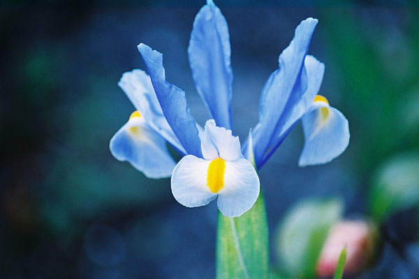 青色や紺色に染まる春の花 癒し憩い画像データベース テーマ別おすすめ画像