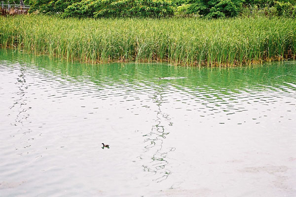 梅雨時の池のガマと水鳥