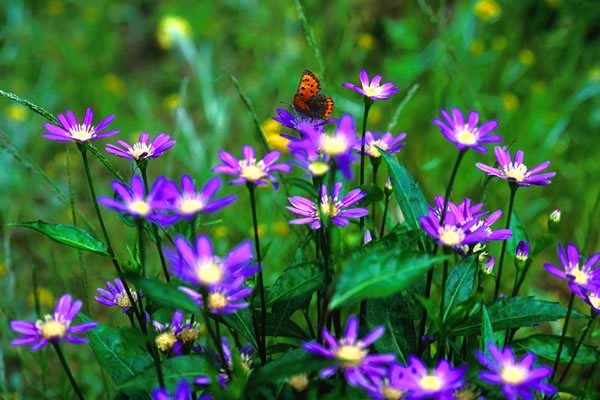 ミヤコワスレ 都忘れ の四季 蕾から花へ 癒し憩い画像データベース テーマ別おすすめ画像