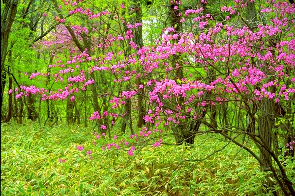 新緑の森と花 癒し憩い画像データベース