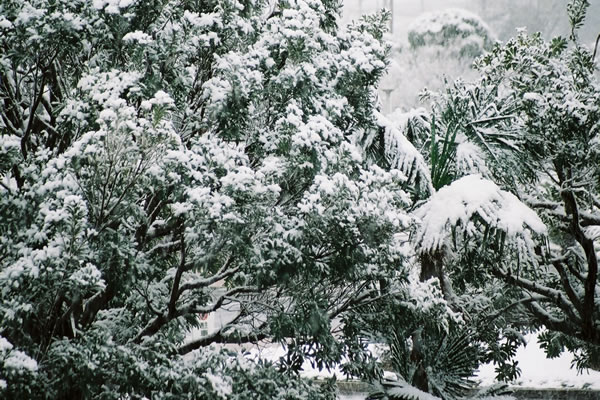 ヤマモモの木に降り積もった雪