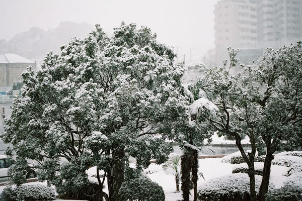 広場とヤマモモの木に積もった雪