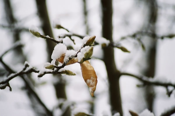 コブシの新芽に積もった雪/癒し憩い画像データベース