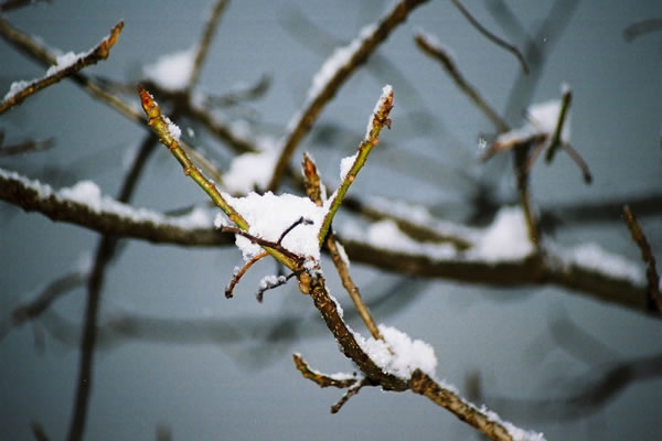 雪が積もったシナアブラギリの芽