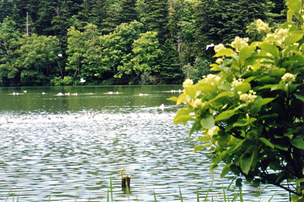 利尻島の姫沼/癒し憩い画像データベース