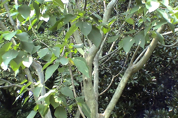 カジノキの枝と葉