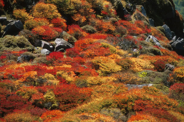 大船山の紅葉 癒し憩い画像データベース