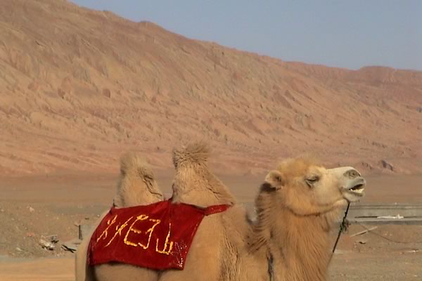 西域の火焔山と駱駝/癒し憩い画像データベース