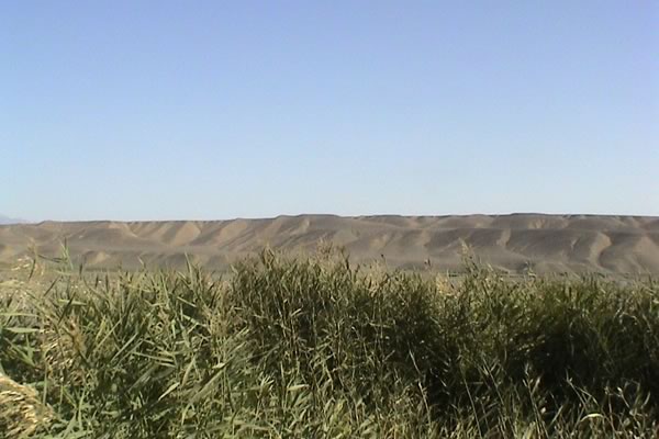 砂漠と植物 癒し憩い画像データベース 155