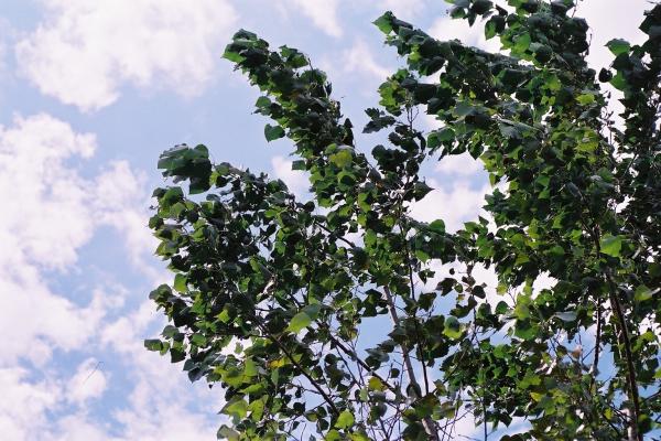 風にそよぐポプラの枝と葉/癒し憩い画像データベース