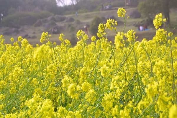 早春の黄色い花たち 癒し憩い画像データベース テーマ別おすすめ画像