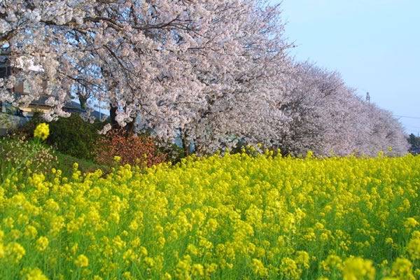 春の風景 癒し憩い画像データベース