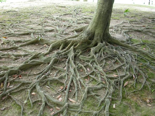 地面にむき出しになった木の根/癒し憩い画像データベース(22082)